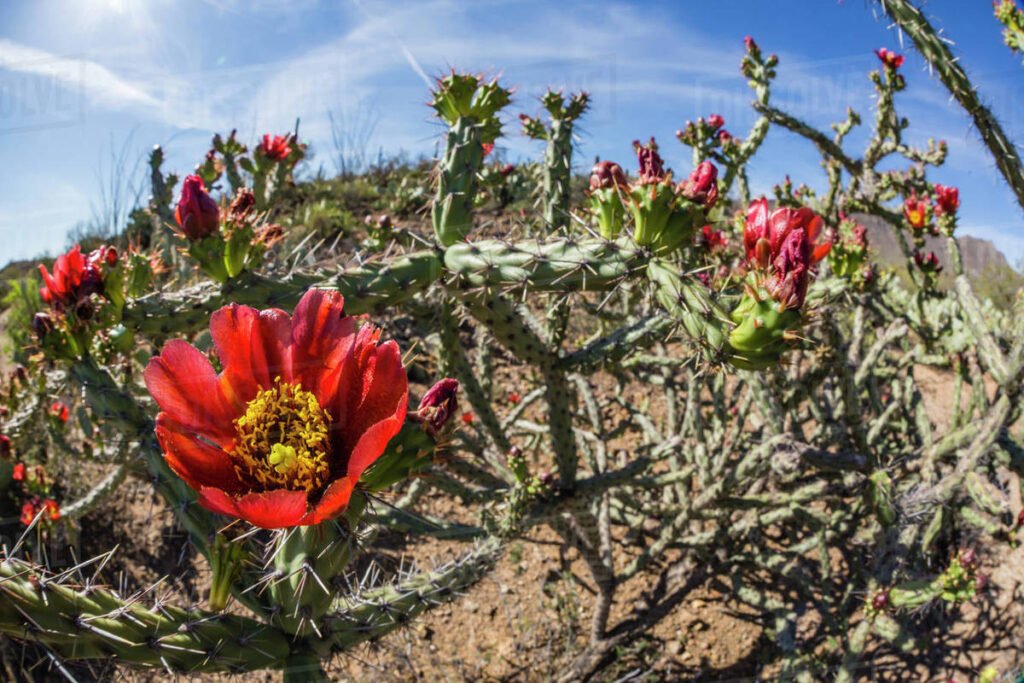 Cholla Cactus (Cylindropuntia spp.)