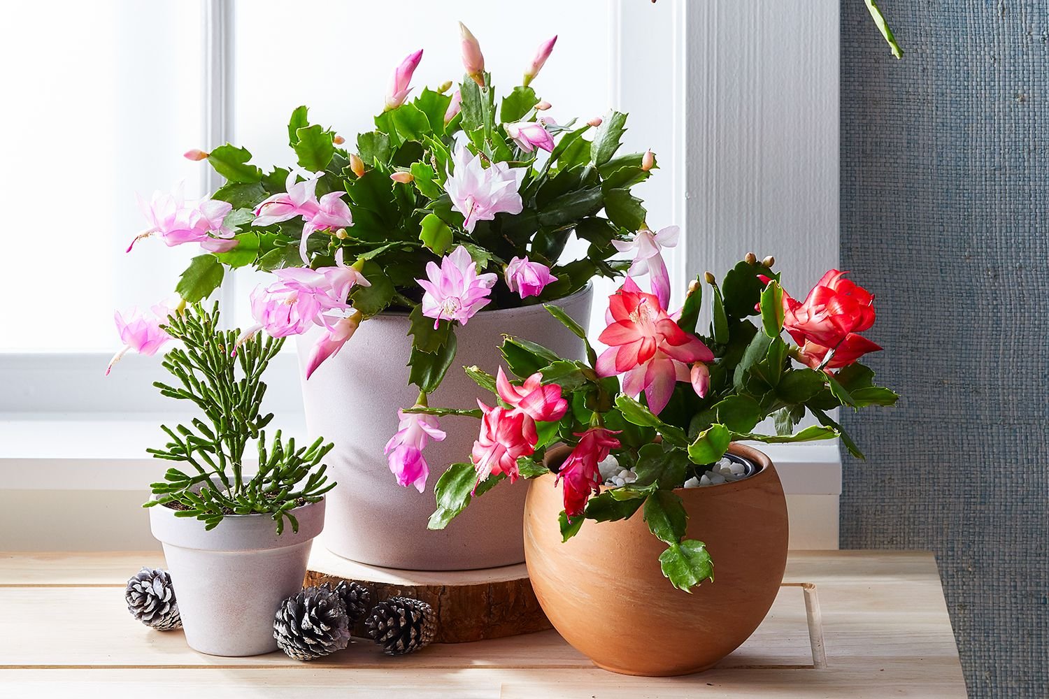 Image showcasing Pet Safe Succulents 2025 | Best Non-Toxic Succulents for Homes with Pets