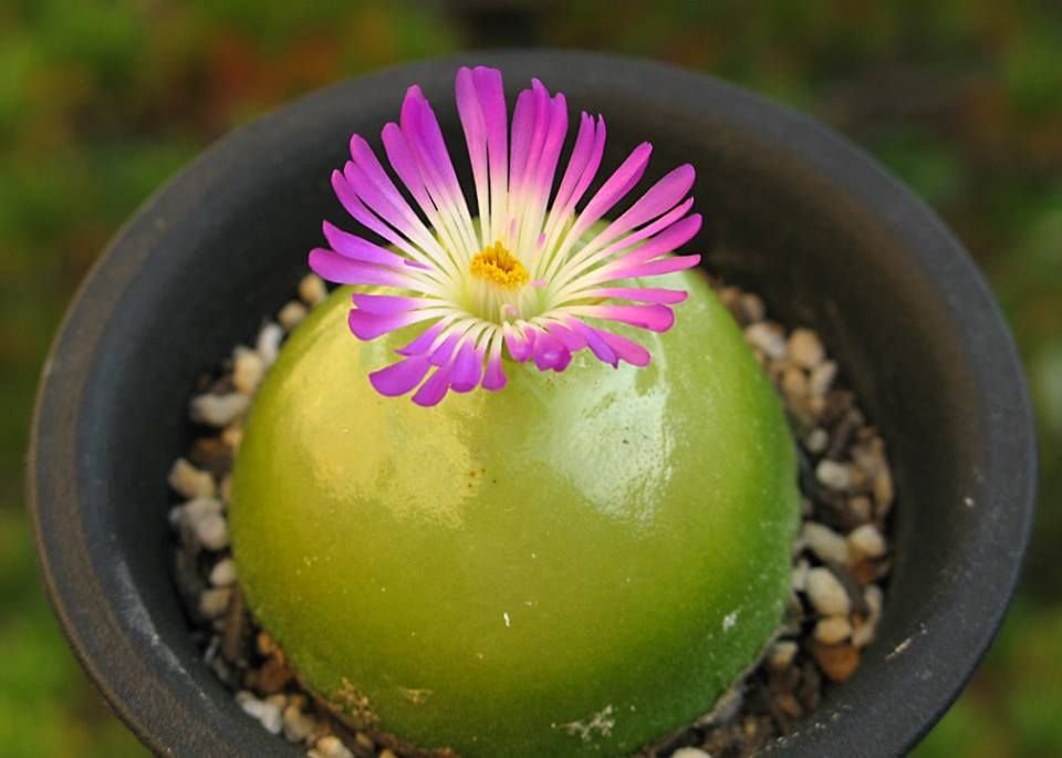 Conophytum burgeri (Burger's Onion) rare succulents