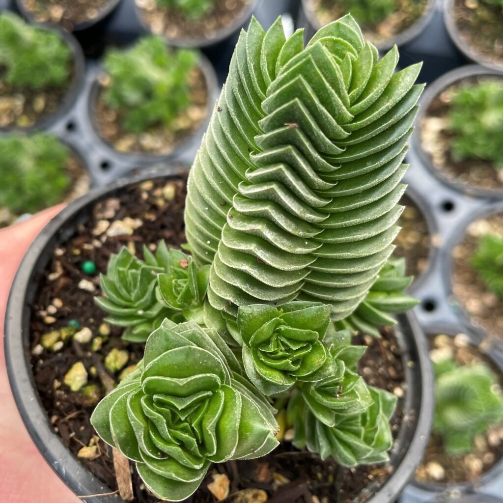Crassula 'Buddha’s Temple'