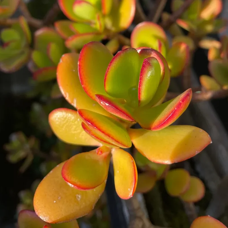 Crassula ovata ‘Hummel’s Sunset’