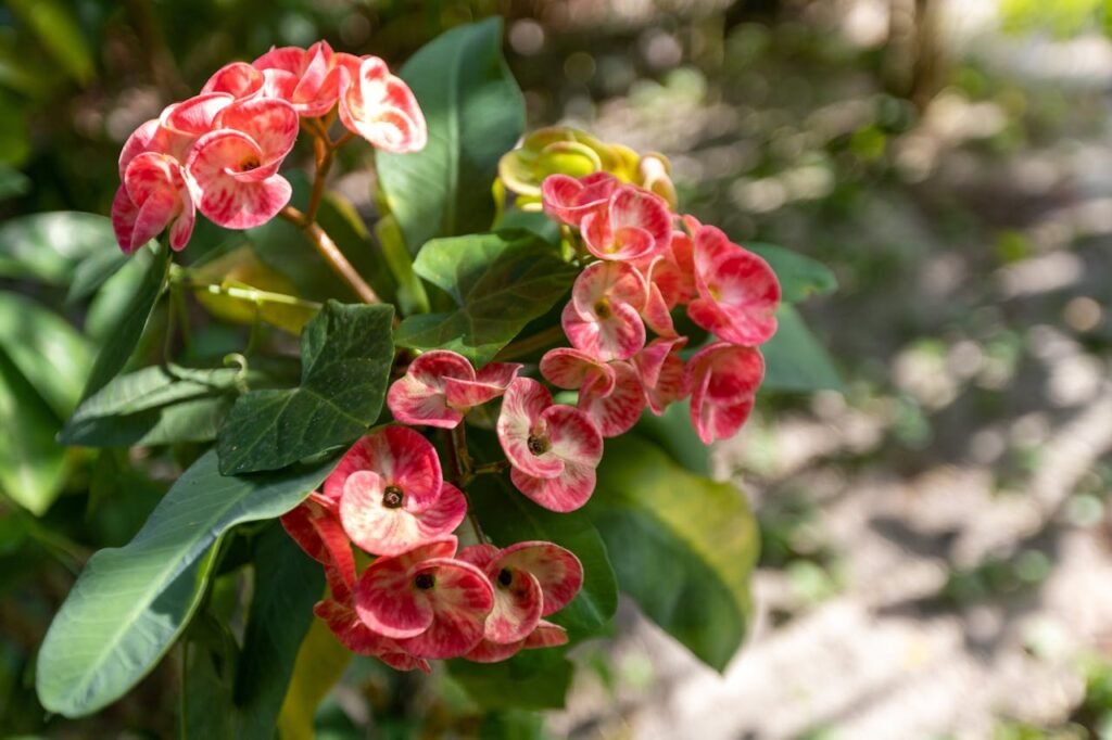 Crown of Thorns (Euphorbia milii) succulents that survive low humidity