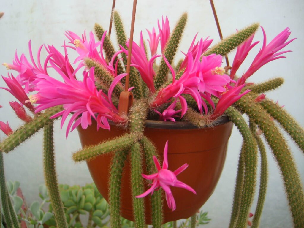 Disocactus (Aporocactus)
