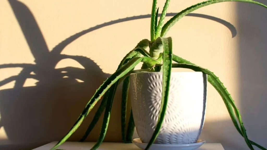 Drooping or Wrinkled Leaves Aloe Vera