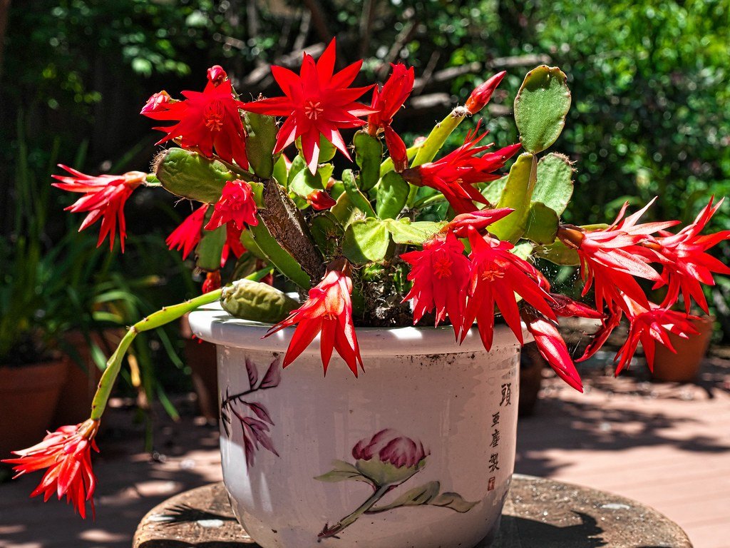 Hatiora (Easter Cactus)