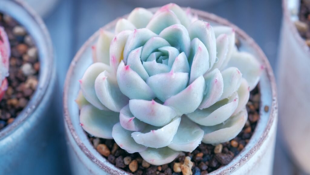 Echeveria  Best Succulents for UAE Gardens