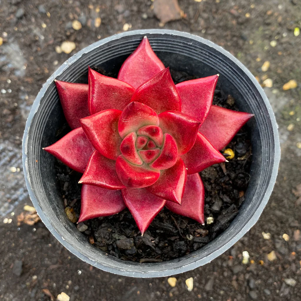 Echeveria Agavoides ‘Romeo’