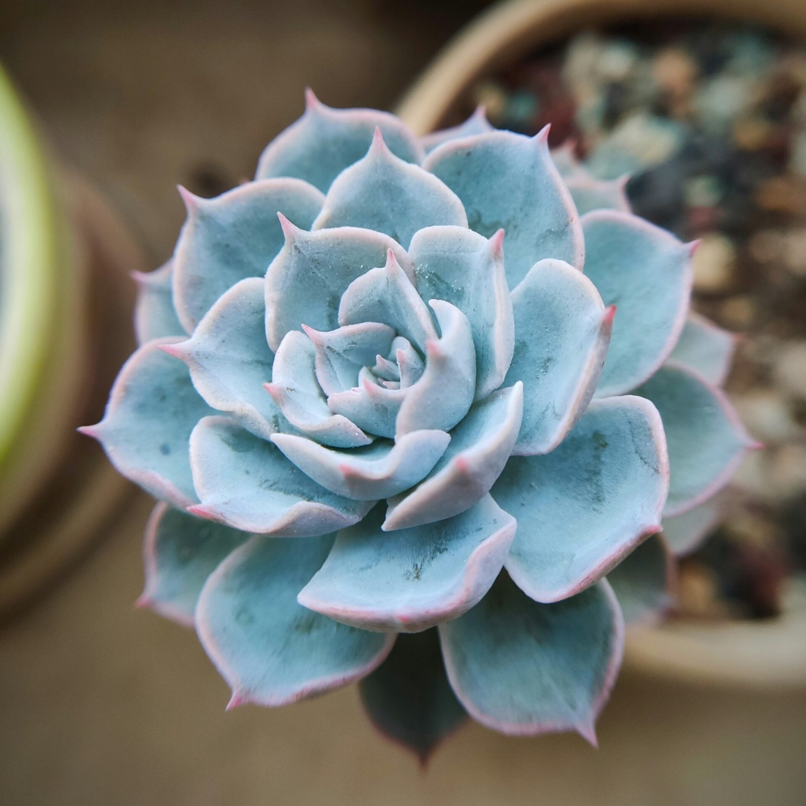 Echeveria succulents that survive low humidity