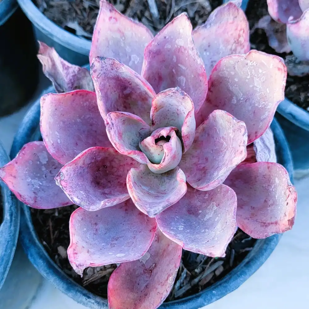 Echeveria ‘Afterglow’