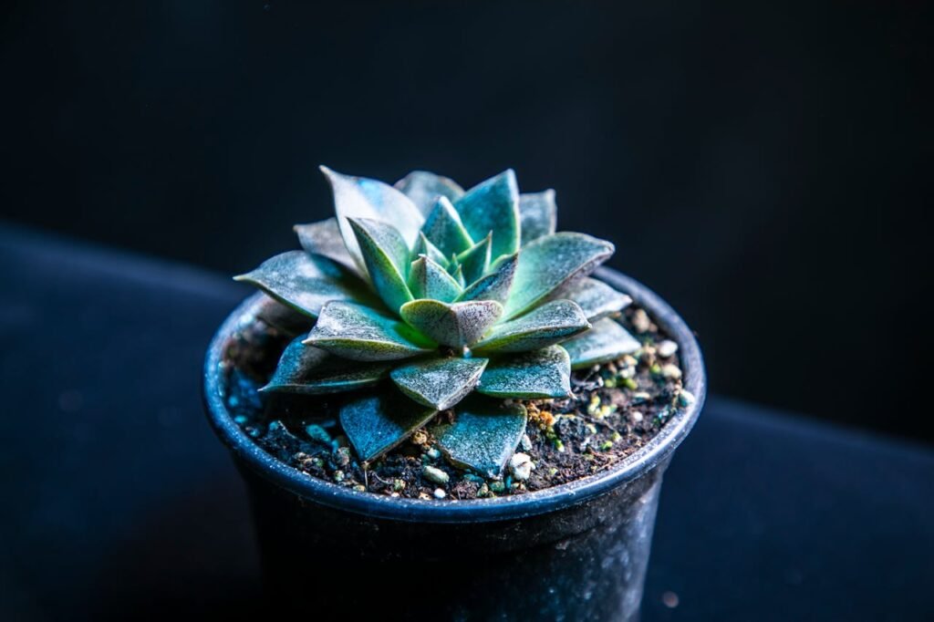 Echeveria ‘Blue Prince’ best wedding succulents