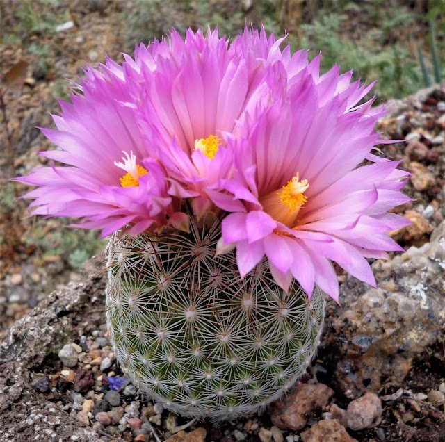 Escobaria vivipara
