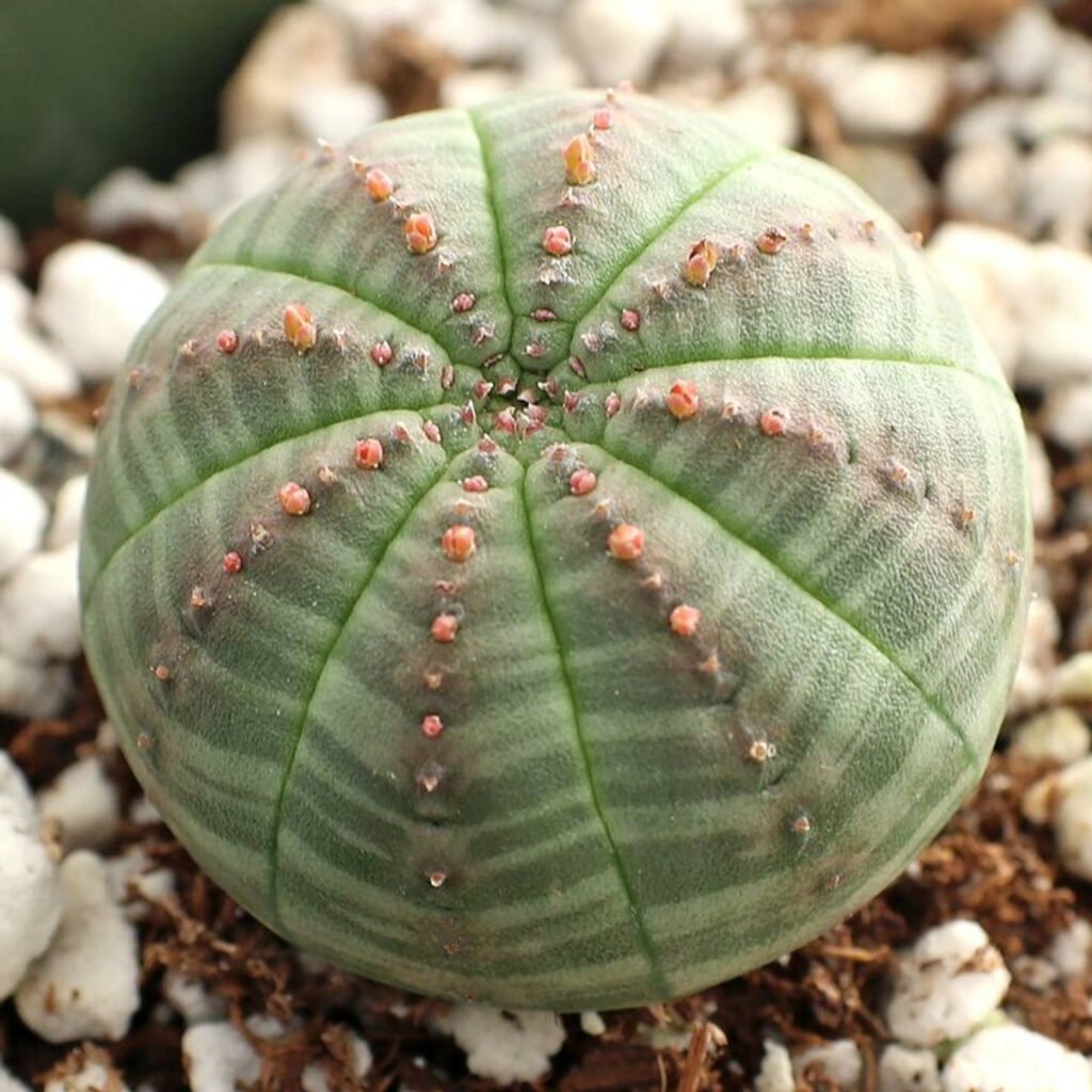 Euphorbia obesa (Baseball Plant) rare succulents