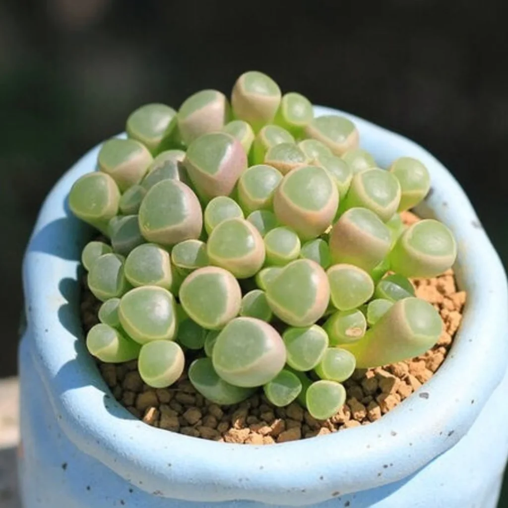 Fenestraria rhopalophylla (Baby Toes)