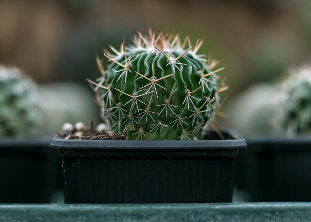 Fishhook Barrel Cactus (Ferocactus wislizeni)