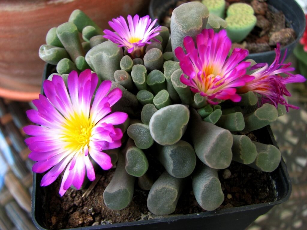 Frithia pulchra