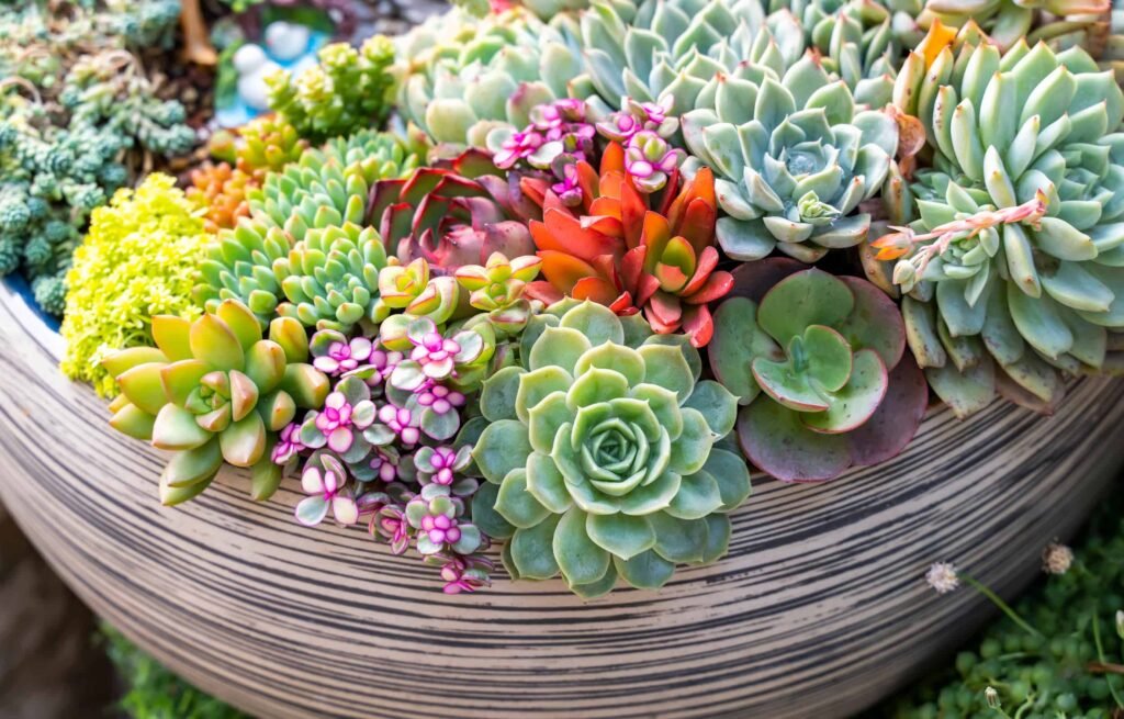 Gardening Tips for Thriving Succulents in UAE Climate