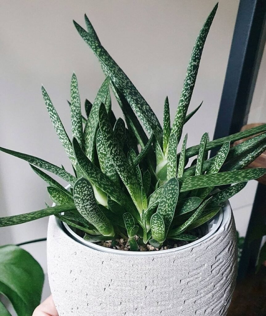 Gasteria
