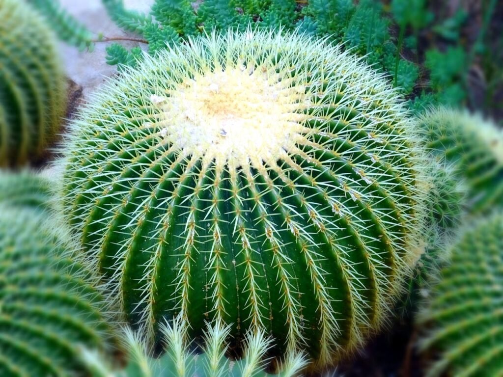 Golden Barrel Cactus (Echinocactus grusonii)