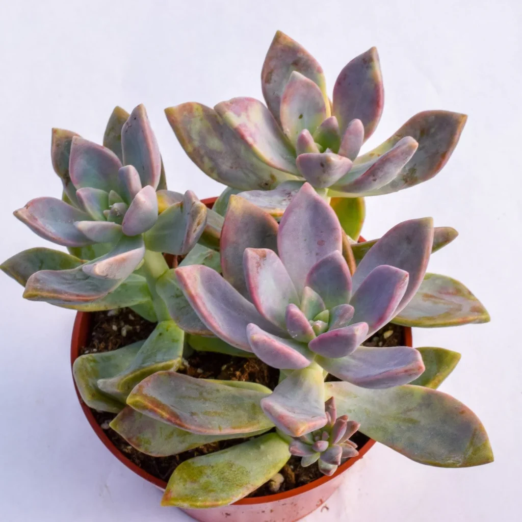 Graptopetalum paraguayense (Ghost Plant)