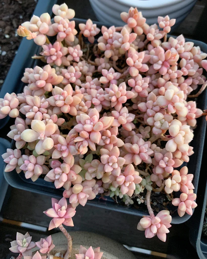Graptopetalum ‘Mirinae’