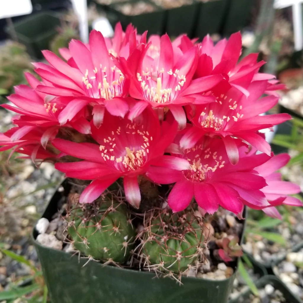 Gymnocalycium