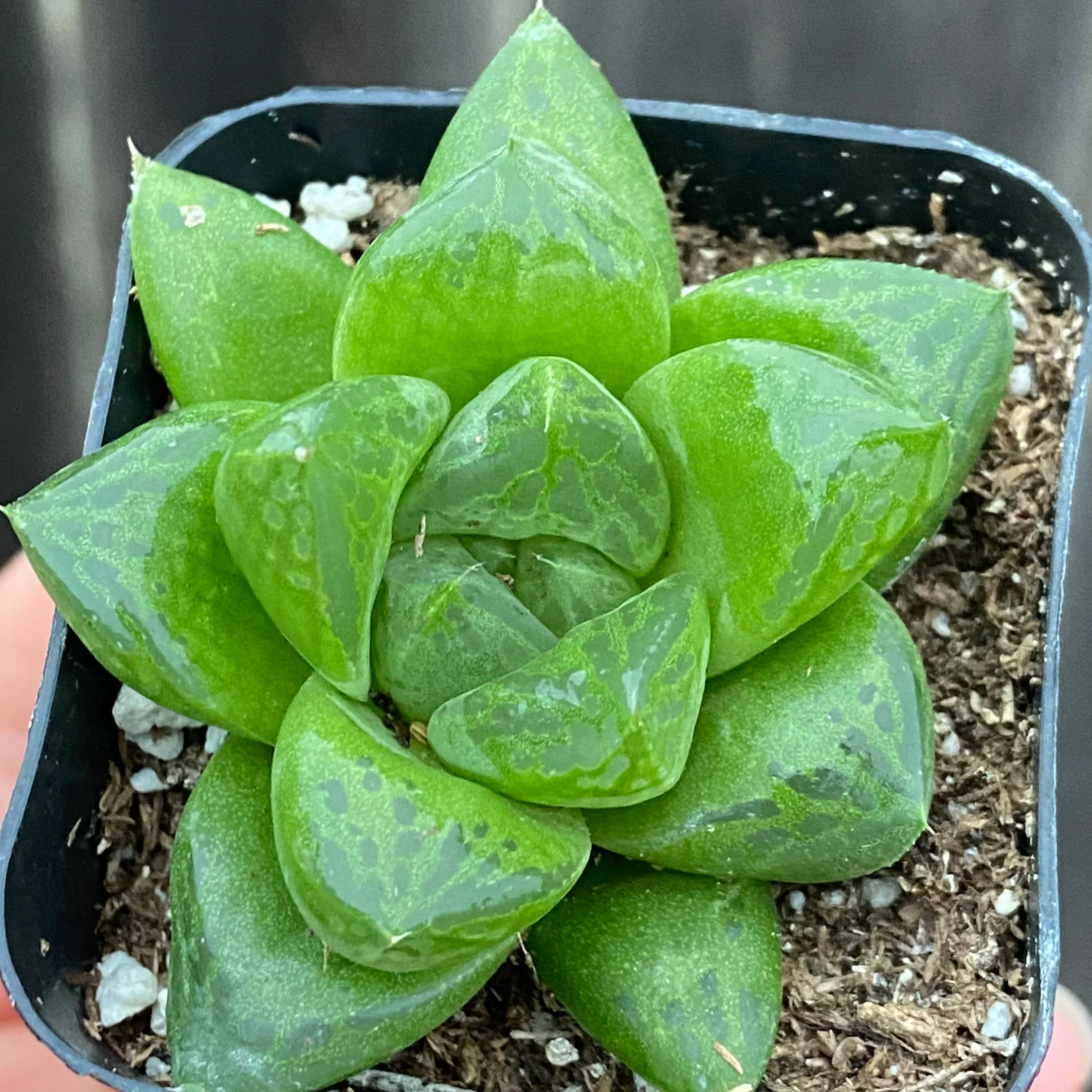 Haworthia cymbiformis