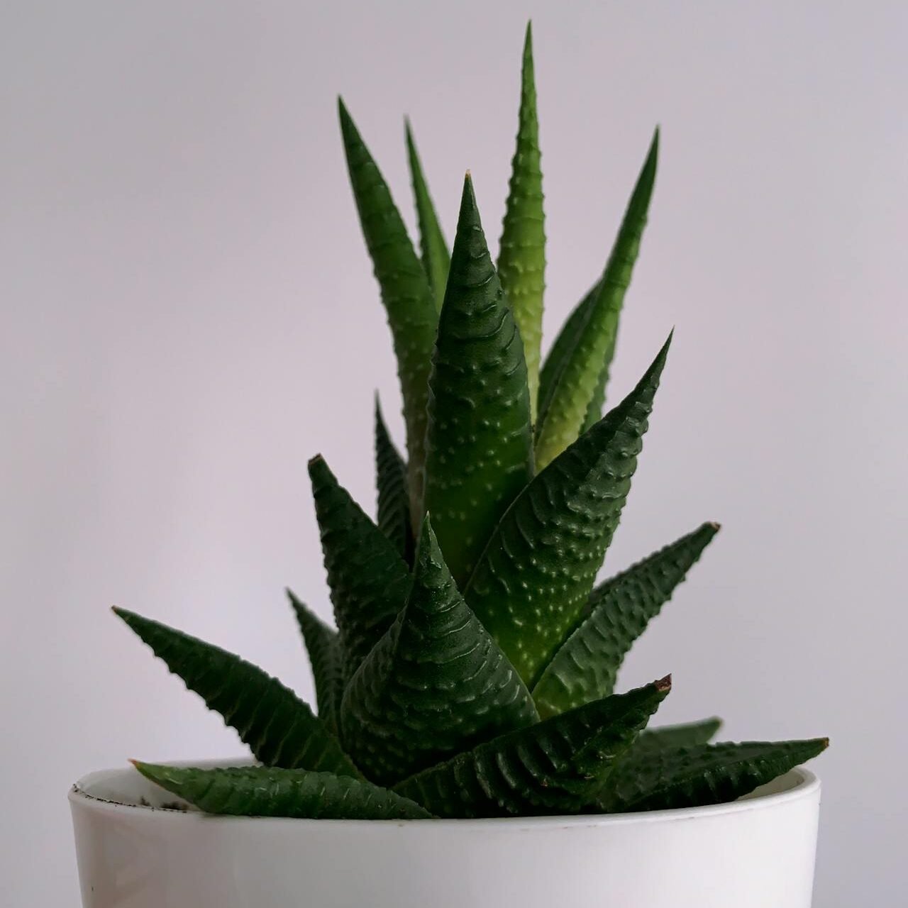 Haworthia
