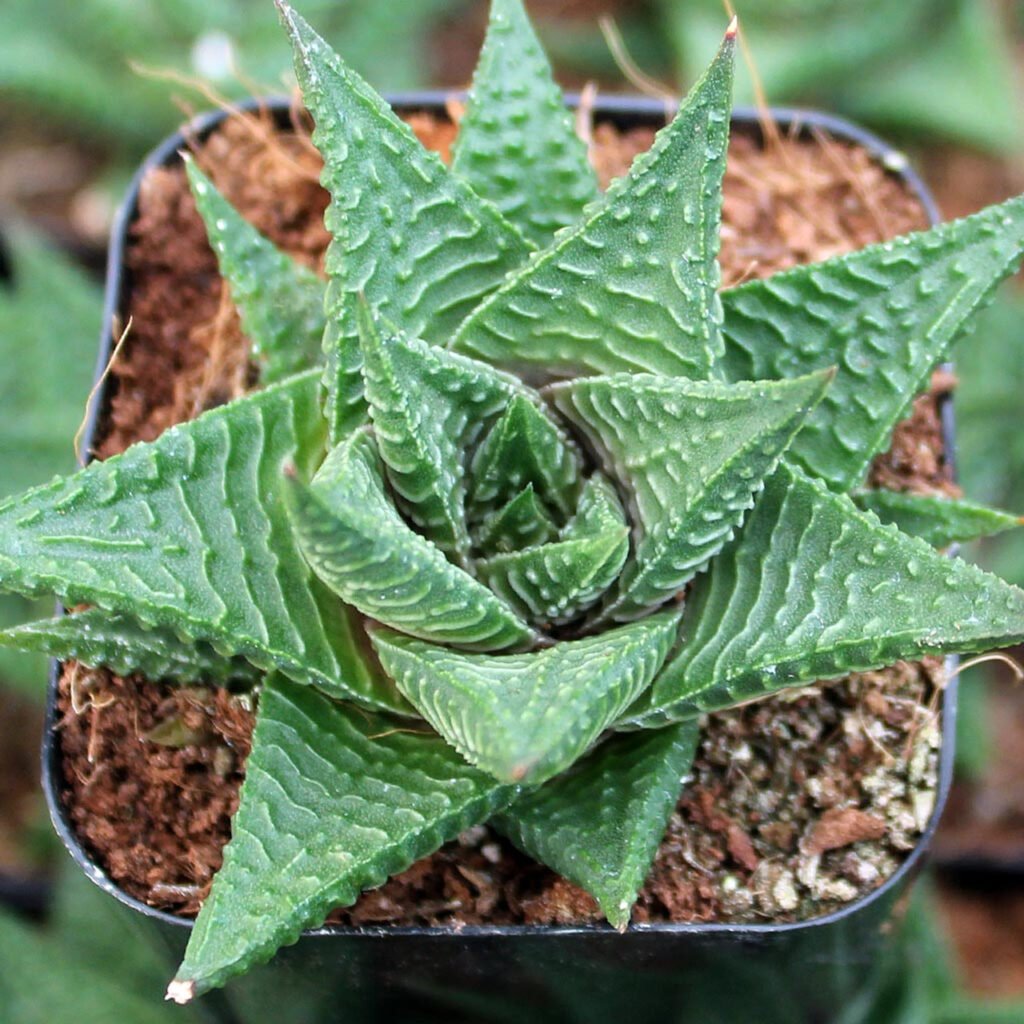 Haworthia limifolia (Fairy Washboard)