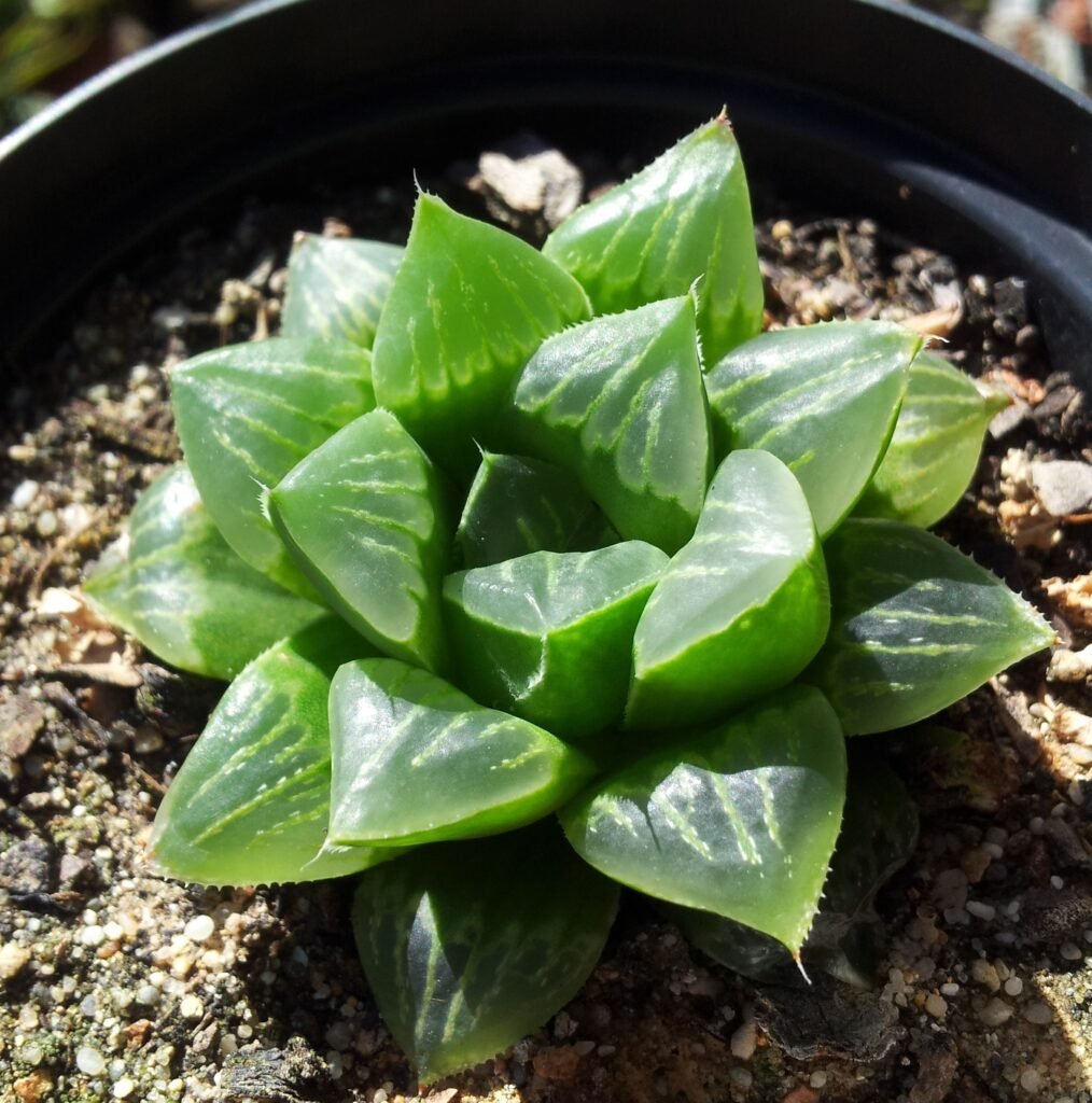 Haworthia retusa