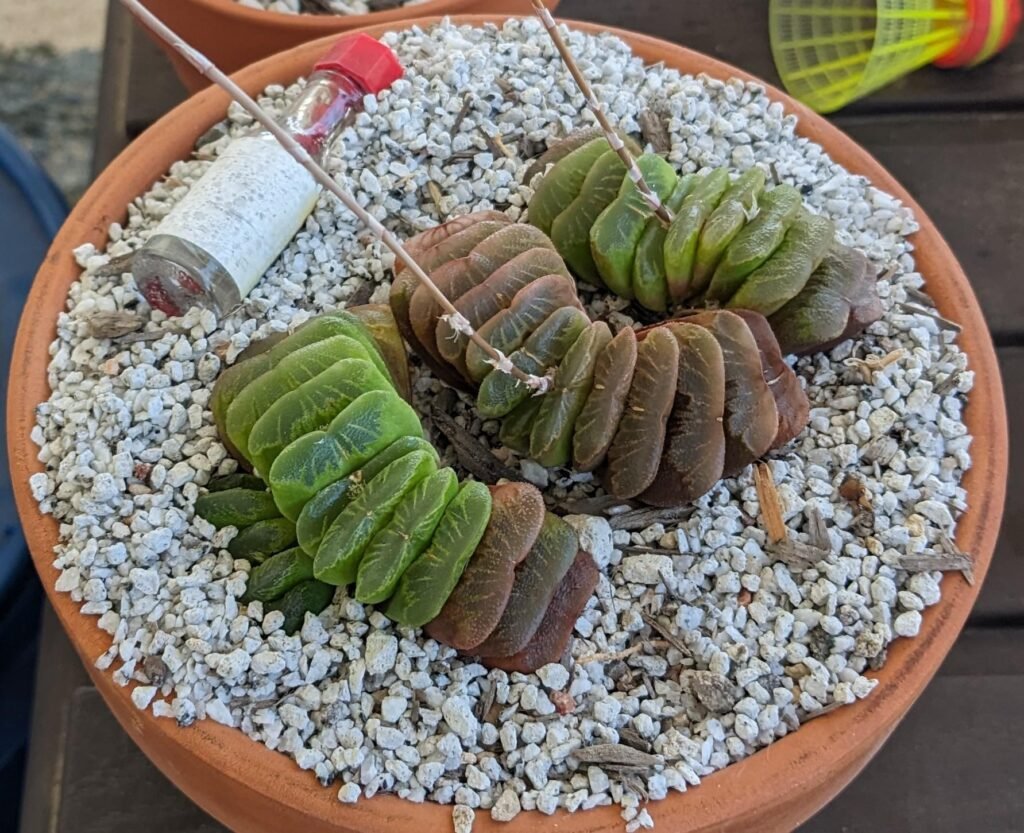 Haworthia truncata pups