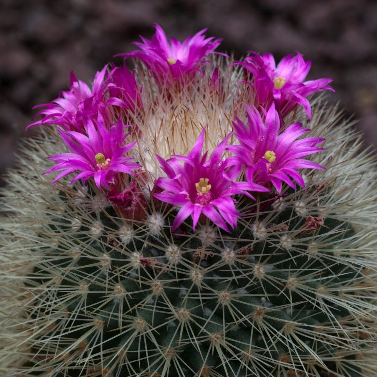 Hedgehog Cactus (Echinocereus spp.) Drought-Tolerant Cacti