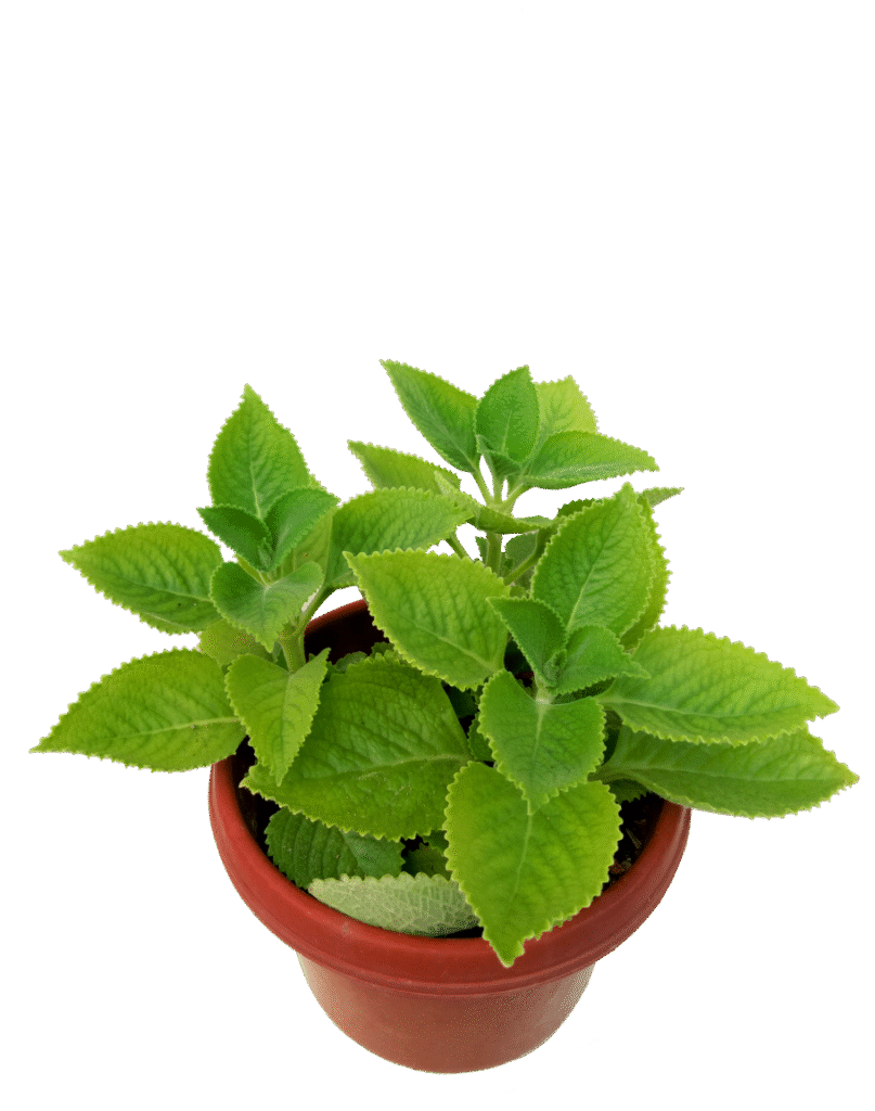 Indian Borage (Plectranthus amboinicus)