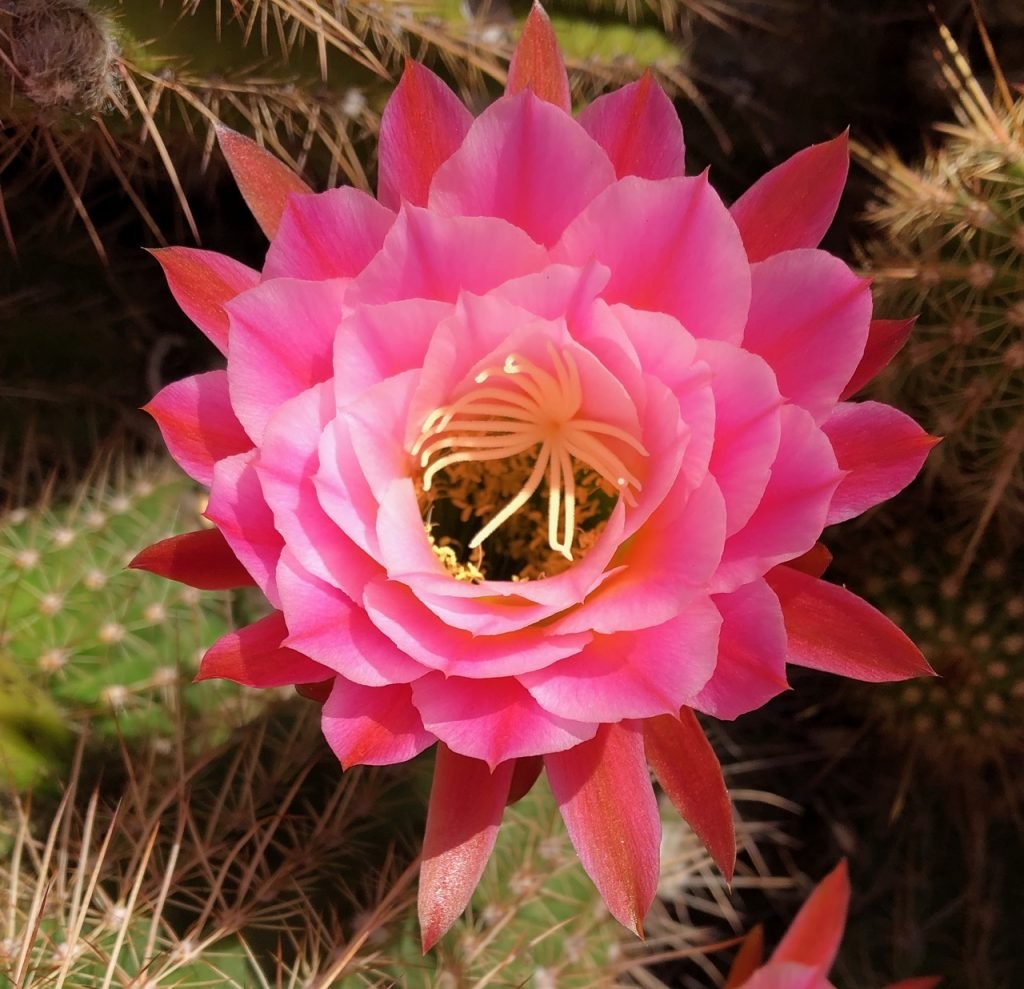 Indoor Cactus with Pink Flowers
