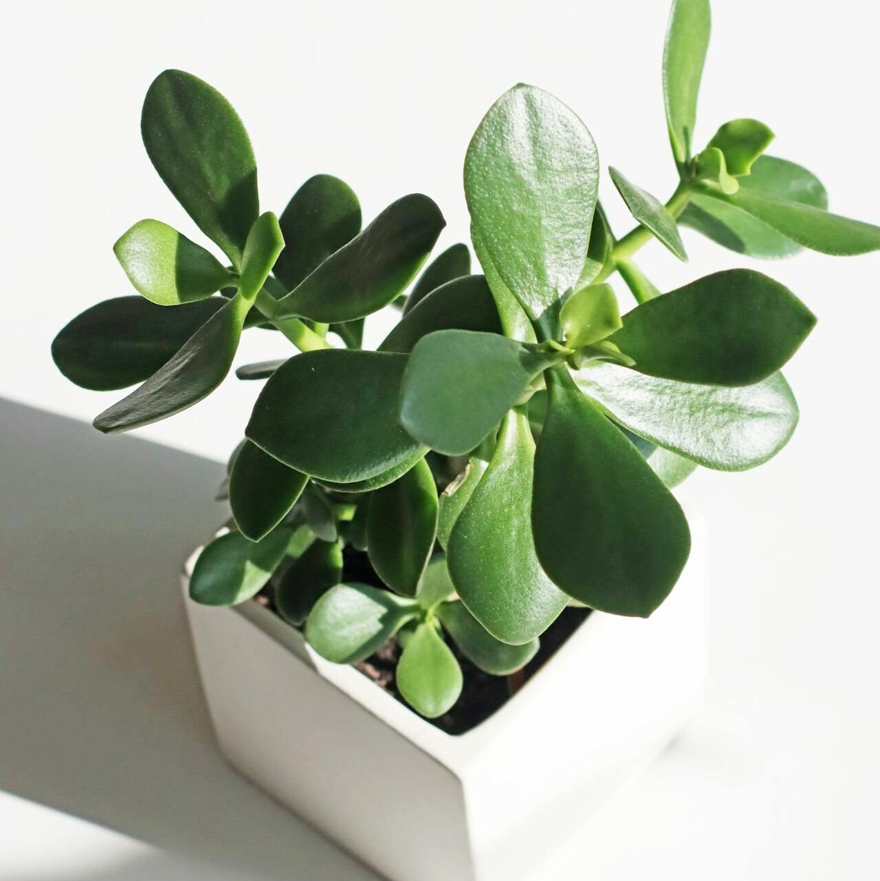 Jade Plant (Crassula ovata)