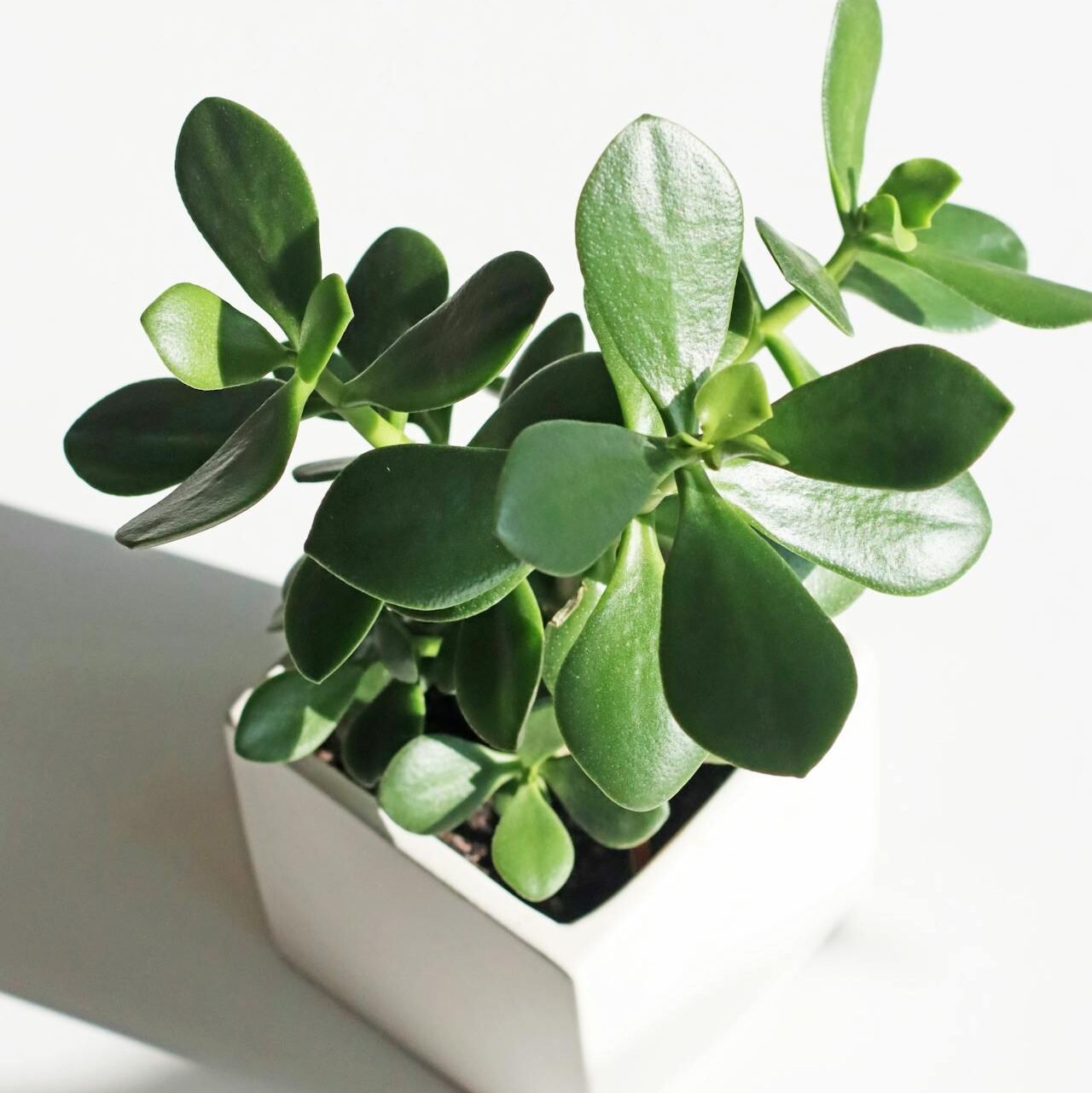 Jade Plant (Crassula ovata) succulents that survive low humidity