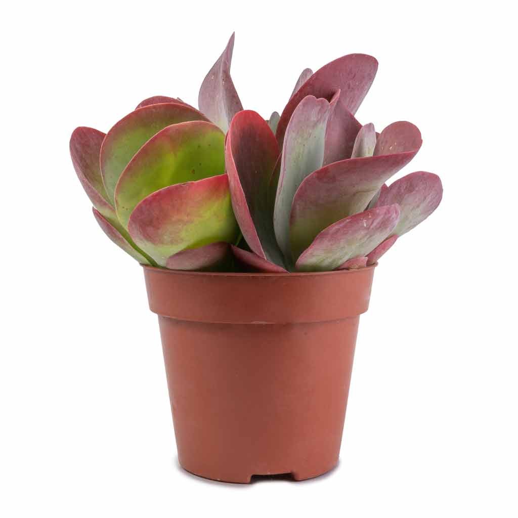 Kalanchoe Thyrsiflora (Paddle Plant)