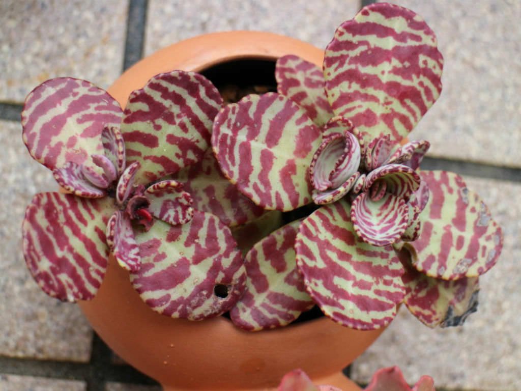 Kalanchoe humilis rare succulents