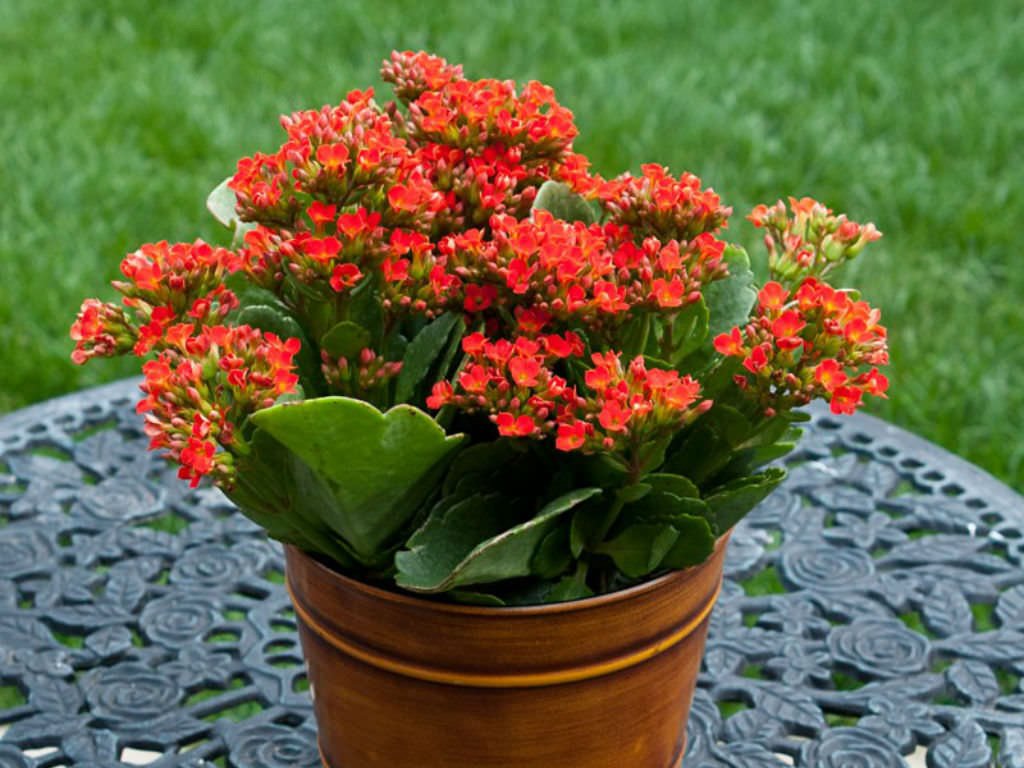 Kalanchoe Balcony succulents for Indian climate