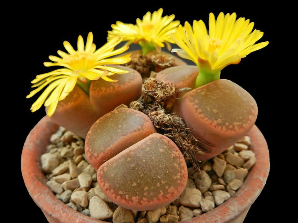 Lithops (Living Stones)