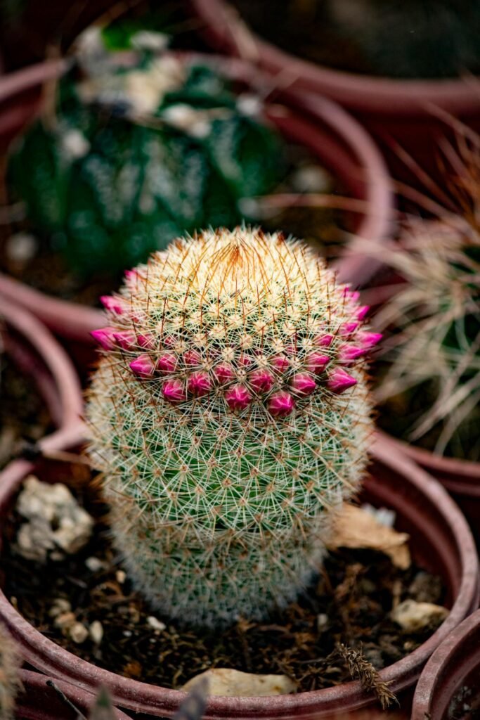 Mammillaria spinosissima 