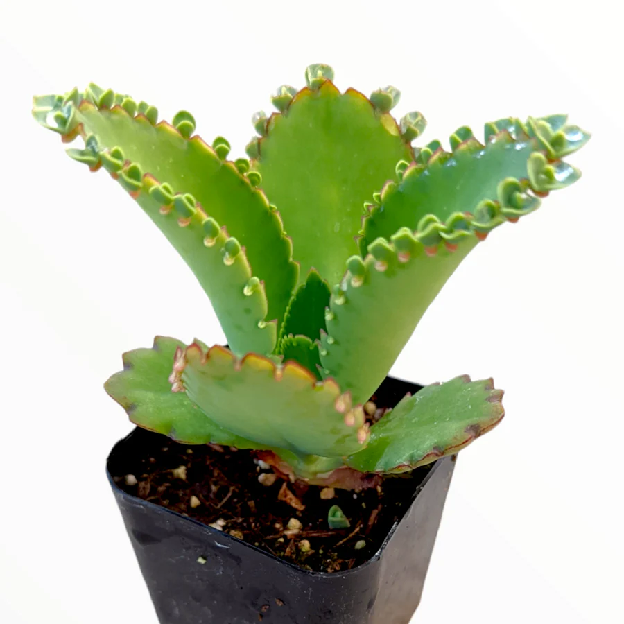Mother of Thousands (Kalanchoe daigremontiana)