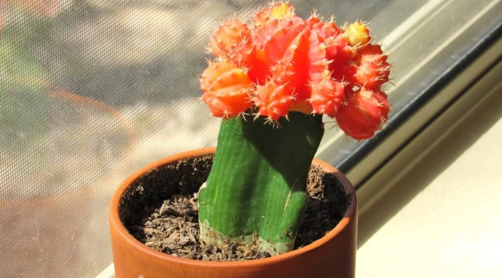 Moon cactus Near a bright window