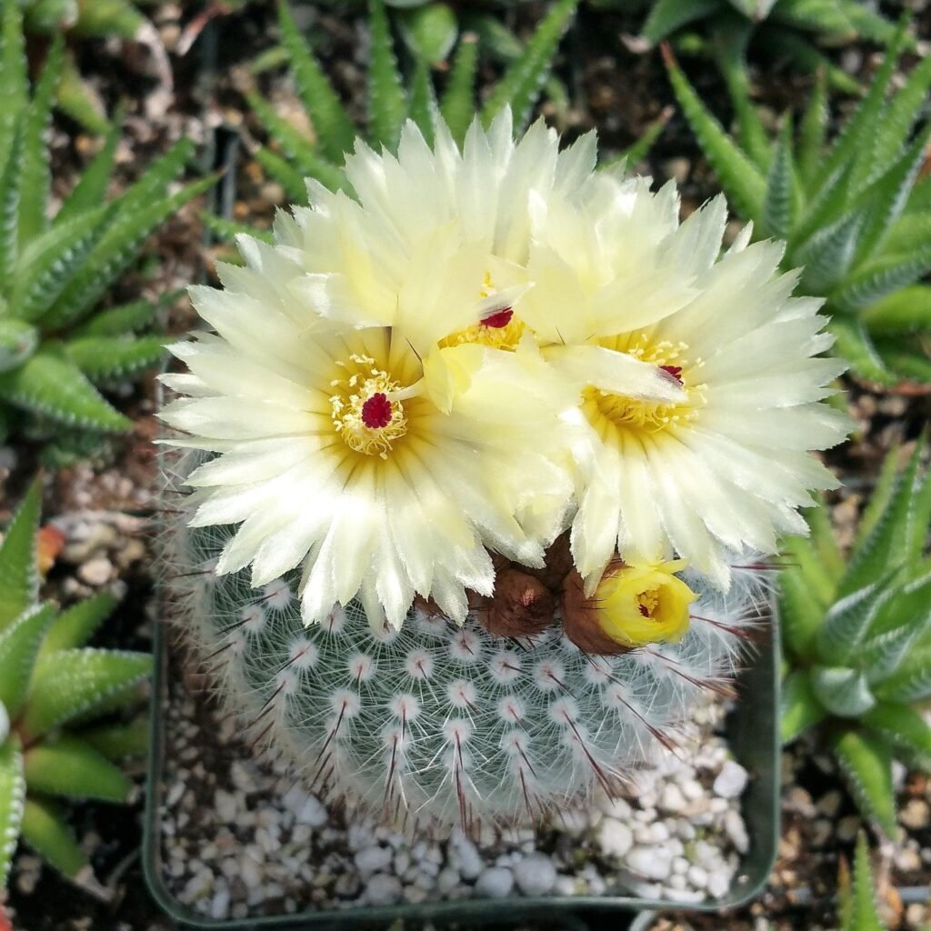 Notocactus (now Parodia)