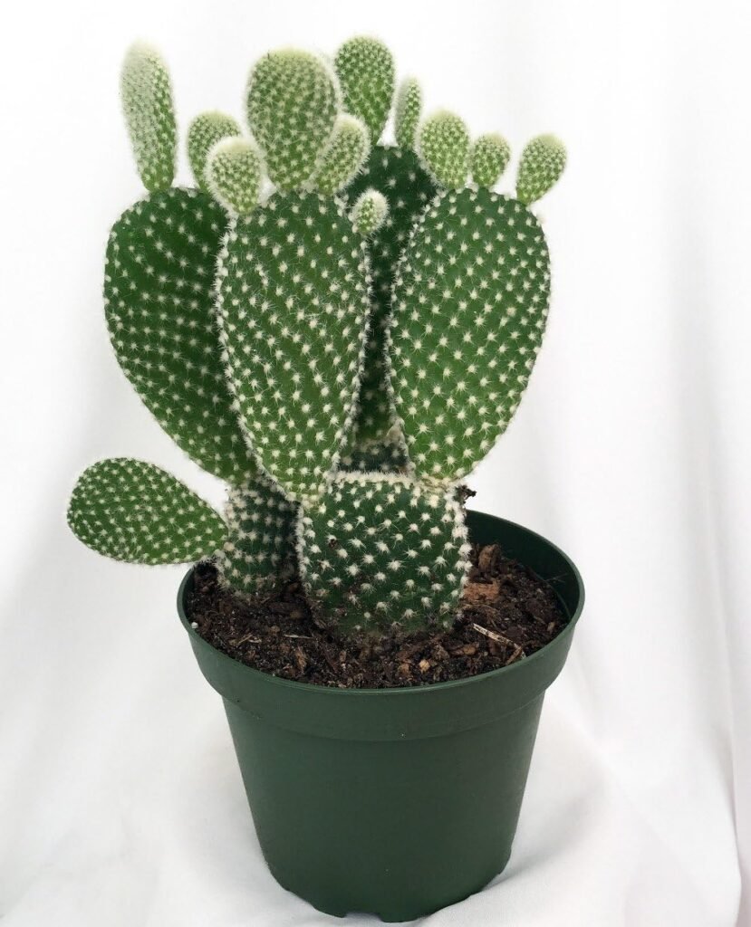 Opuntia Microdasys (Bunny Ear Cactus)