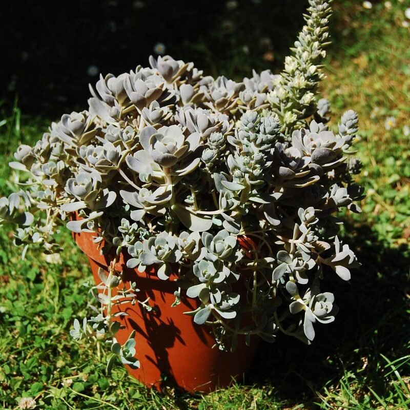 Orostachys iwarenge (Dunce Cap)