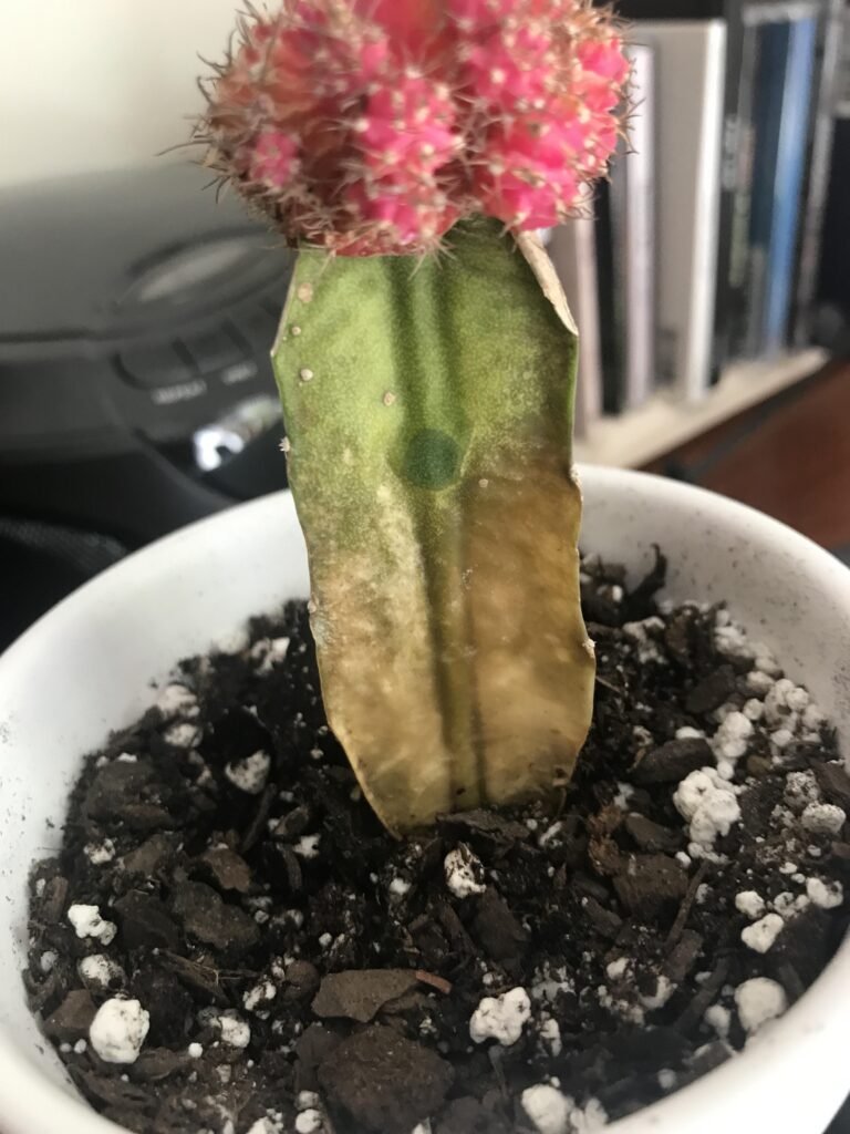 Overwatering and Root Rot