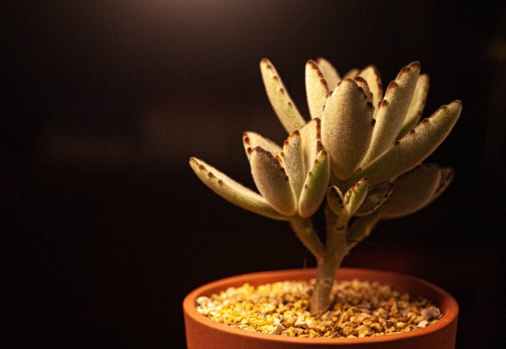 Kalanchoe Tomentosa (Panda Plant)
