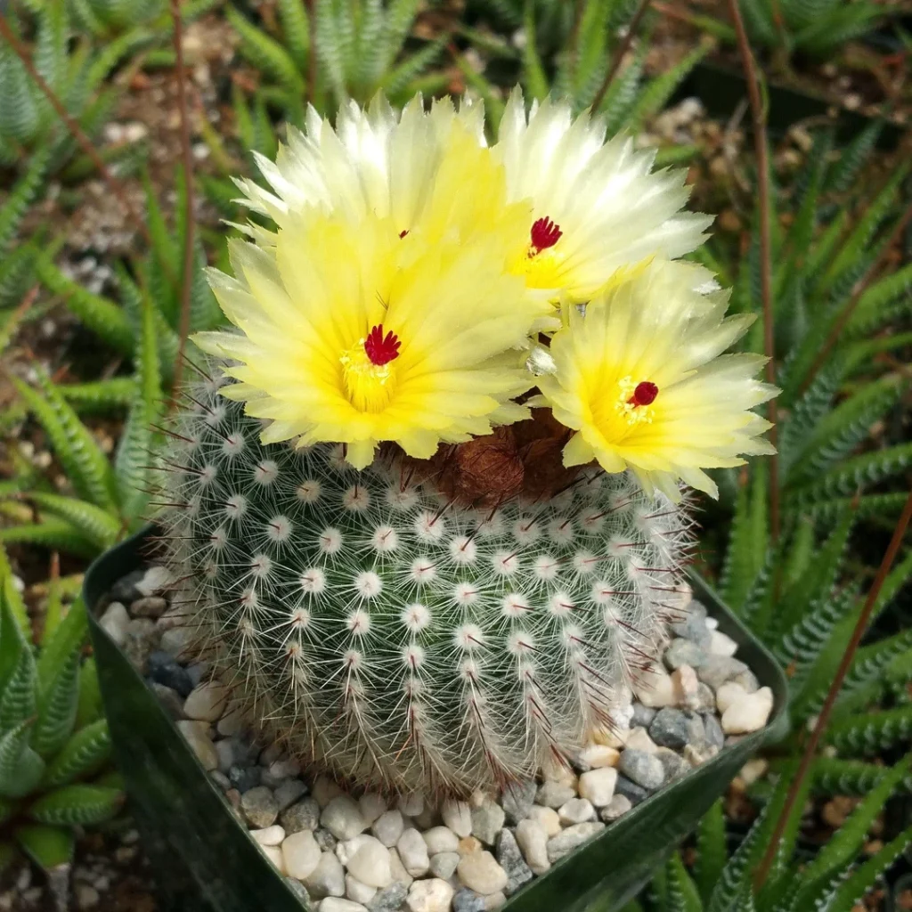 Parodia