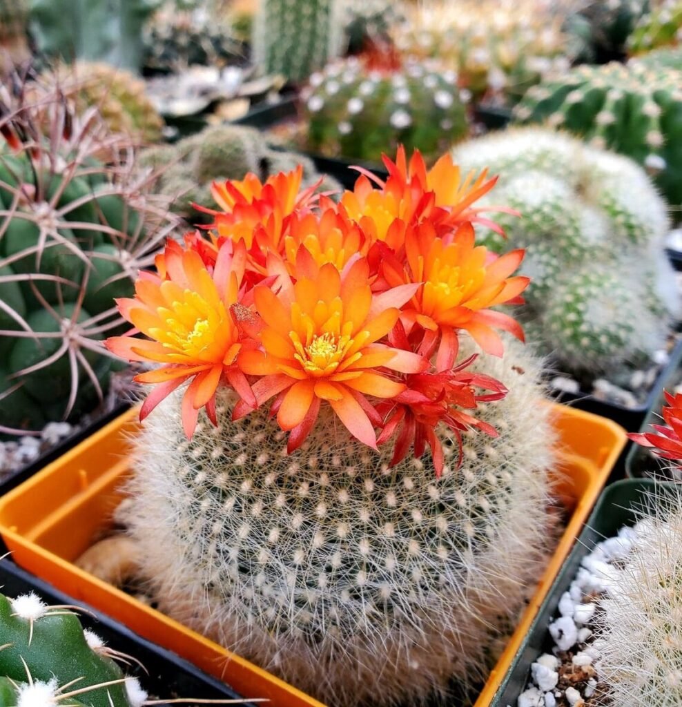 Parodia haselbergii