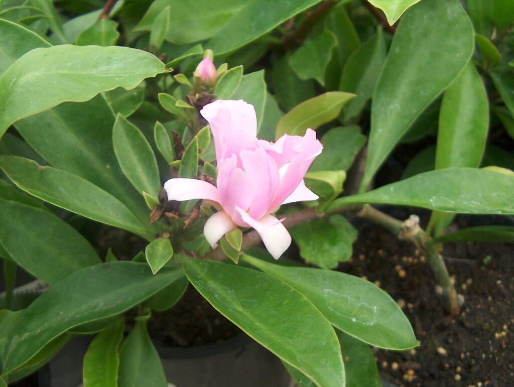 Pereskia